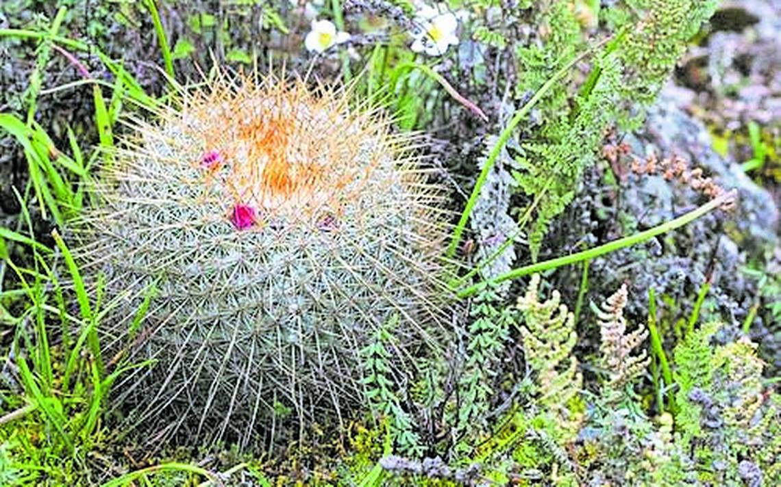 ¿Cuál es la flora y fauna de Hidalgo? Descubre cuáles son las especies