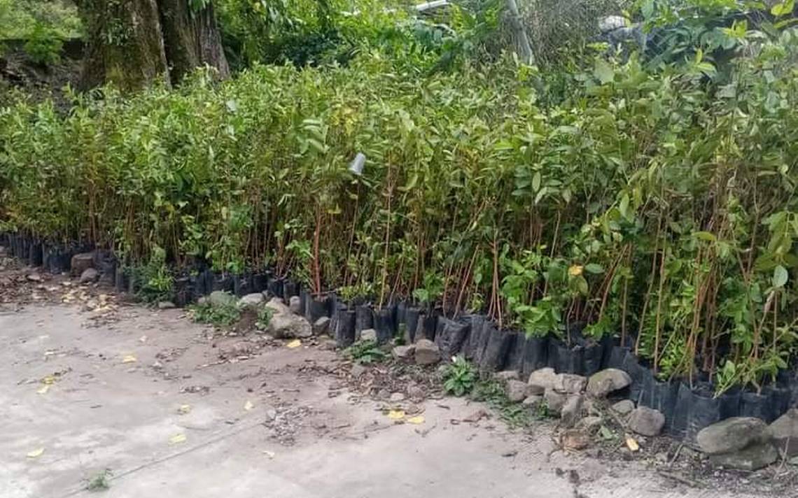 Entregará municipio 5 mil árboles frutales - El Sol de Tulancingo |  Noticias Locales, Policiacas, sobre México, Hidalgo y el Mundo