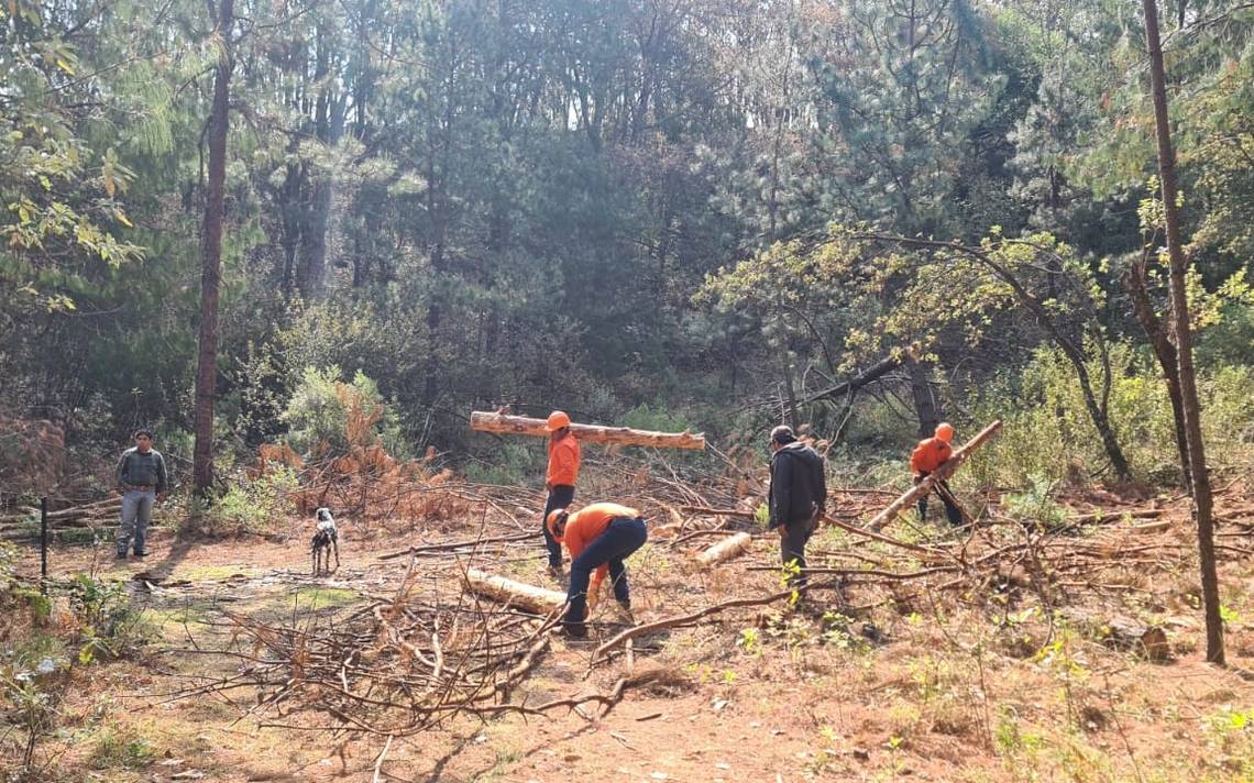 Derriban los árboles que están infectados en Huasca - El Sol de Tulancingo  | Noticias Locales, Policiacas, sobre México, Hidalgo y el Mundo