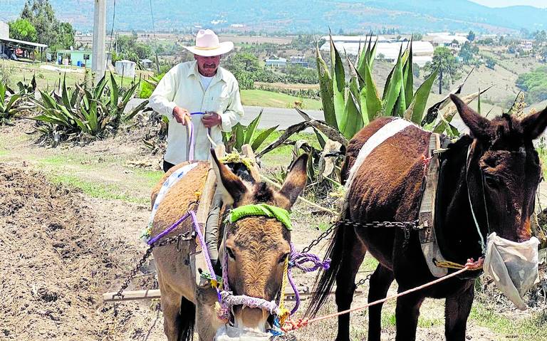 Esto opina iglesia católica de momia nahual de Huasca - El Sol de